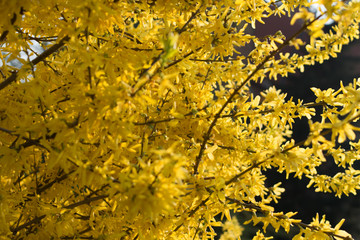 Yellow forsythia flowers pattern or texture in spring garden. Blooming Easter tree with selective focus