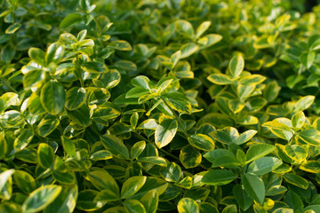 Green lush leaf background, natural leaves plant pattern or texture