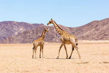 Mother giraffe with her child walking through the vastness of the dry Namib Naukluft Park on a hot and sunny day, Namibia