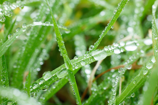 Close up photo of grass blades covered with large water droplets
