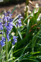 Obraz premium Spanish bluebell or Hyacinthoides hispanica blue flowers