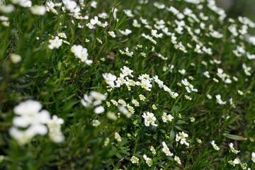 Candytuft flowers or blooming Iberis sempervirens close up