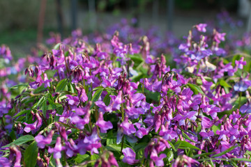 Lathyrus vernus, spring vetchling, spring pea or spring vetch
