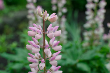 Lupinus or lupine flower close up with blurred background