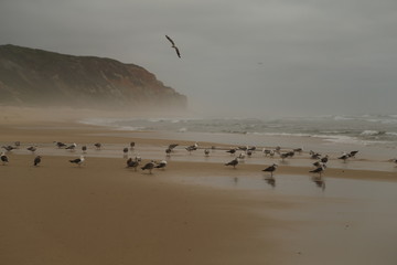 Seagulls at the beach of Paredes da Vitória, Portugal.