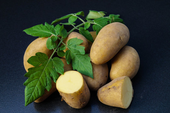 Kartoffel Solanum tuberosum