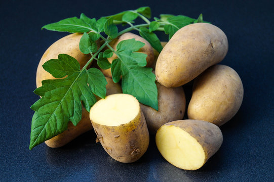 Kartoffel Solanum tuberosum