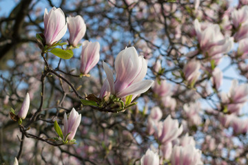 Obraz premium Flowering magnolia tree with white and pink flowers