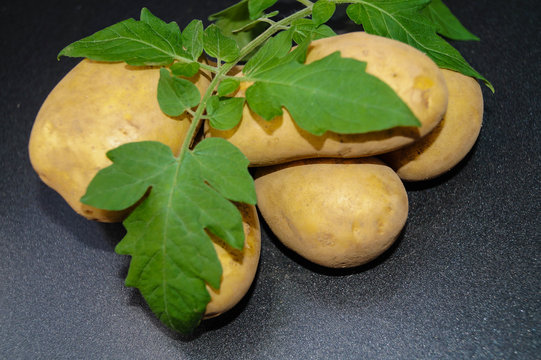 Kartoffel Solanum tuberosum