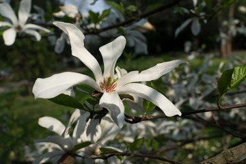 Flowering magnolia tree with white and pink flowers