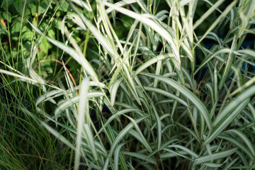 Blurred Macro Photo of Ornamental Grass Phalaris Arundinacea