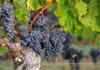 Red wine grapes ready to harvest and wine production. Saint Emilion, France