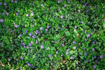 Blue botanical periwinkle plant or vinca minor close up