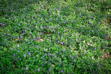Blue botanical periwinkle plant or vinca minor close up