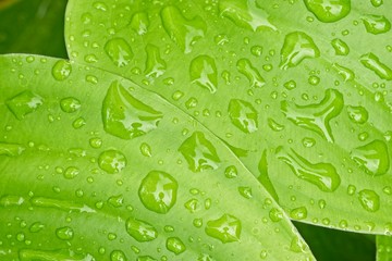 Detail of rain water drops on green leaf