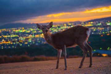 Nara, the deer in the night on the mountain