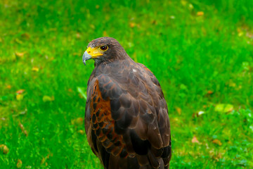 Vögel in der Natur