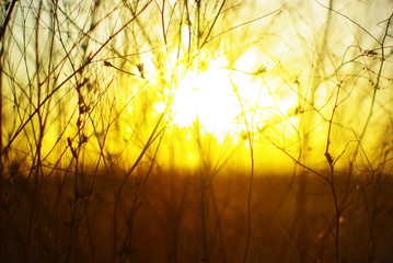Obraz premium grass in the sun
