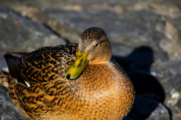 Vögel in der Natur