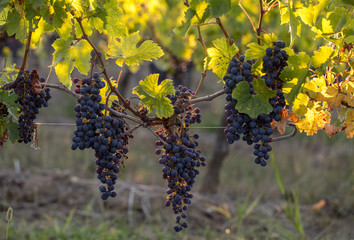 Close up of red merlot grapes in vineyard. St Emilion, Gironde, Aquitaine. France
