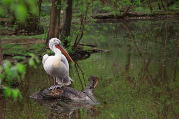 Single pelican on water.One pelican  on branches in the forest river. Forest and lake as background.