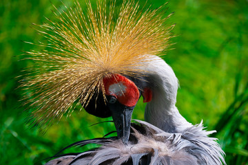 Vögel in der Natur