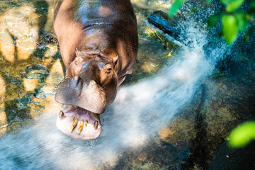 Hippopotamus in zoo. Concept animals at the zoo