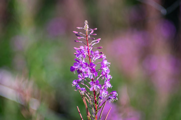 Chamaenerion angustifolium flowers closeup