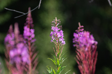 Chamaenerion angustifolium flowers closeup