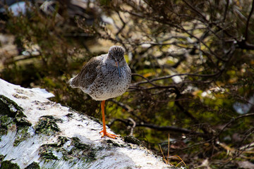Vögel in der Natur