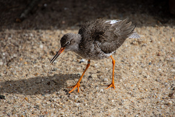 Vögel in der Natur