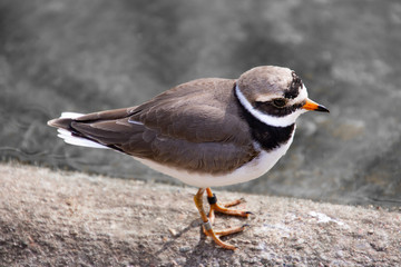 Vögel in der Natur