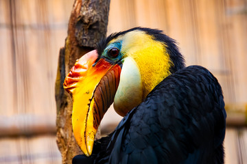 Vögel in der Natur © JohnStevenKonstantin