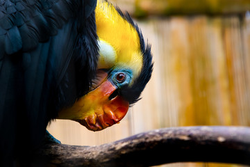 Vögel in der Natur © JohnStevenKonstantin