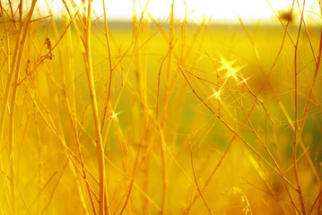  beautiful glare of the setting sun on the field grass