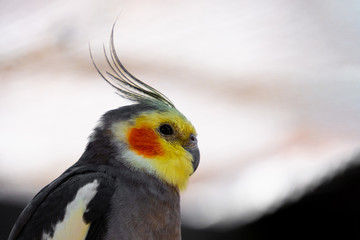 Vögel in der Natur