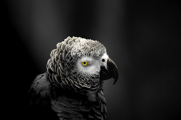 Vögel in der Natur
