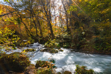 Oirase Stream in sunny day, beautiful fall foliage scene in autumn colors. Flowing river, fallen leaves, mossy rocks in Towada Hachimantai National Park, Aomori, Japan. Famous and popular destinations