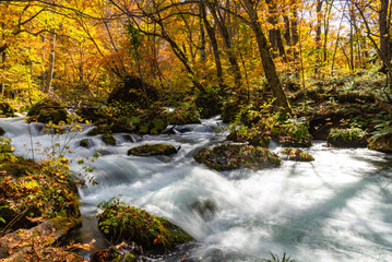 Oirase Stream in sunny day, beautiful fall foliage scene in autumn colors. Flowing river, fallen leaves, mossy rocks in Towada Hachimantai National Park, Aomori, Japan. Famous and popular destinations