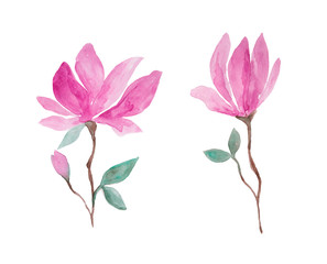 Pink magnolia flowers watercolor painting set - hand drawn blossom isolated on white background