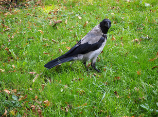 Portrait of big gray crow (Corvus) standing on the green grass with autumn leaves in the park.