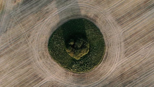 A tree on a corn field. Abstract shapes can also be found while out in the nature. 4K Aerial Stock Footage