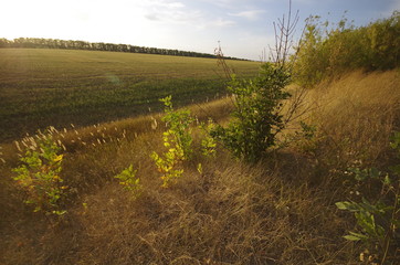 Obraz premium road in the field