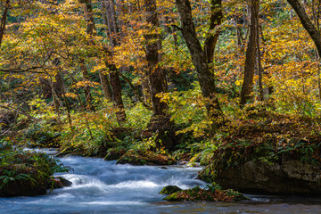 Fototapeta premium Oirase Stream in sunny day, beautiful fall foliage scene in autumn colors. Flowing river, fallen leaves, mossy rocks in Towada Hachimantai National Park, Aomori, Japan. Famous and popular destinations