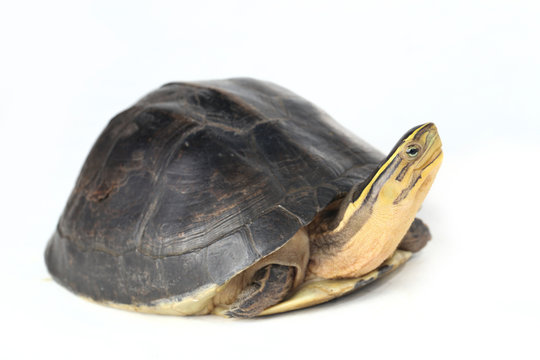 The Amboina Box Turtle (Cuora Amboinensis), Or Southeast Asian Box Turtle Isolated On White Background