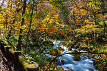 Oirase Stream in sunny day, beautiful fall foliage scene in autumn colors. Flowing river, fallen leaves, mossy rocks in Towada Hachimantai National Park, Aomori, Japan. Famous and popular destinations