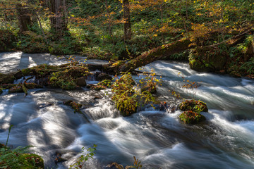 Oirase Stream in sunny day, beautiful fall foliage scene in autumn colors. Flowing river, fallen leaves, mossy rocks in Towada Hachimantai National Park, Aomori, Japan. Famous and popular destinations