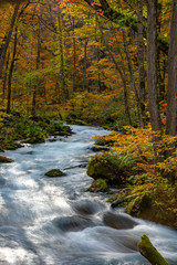 Oirase Stream in sunny day, beautiful fall foliage scene in autumn colors. Flowing river, fallen leaves, mossy rocks in Towada Hachimantai National Park, Aomori, Japan. Famous and popular destinations