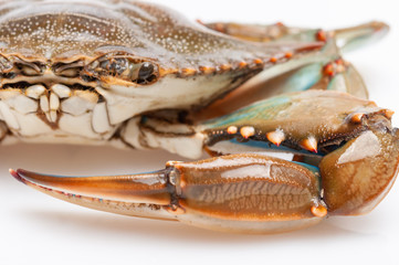 Blue Crab with white background