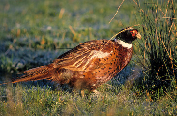 Faisan de Colchide, Phasianus colchicus, Common Pheasant